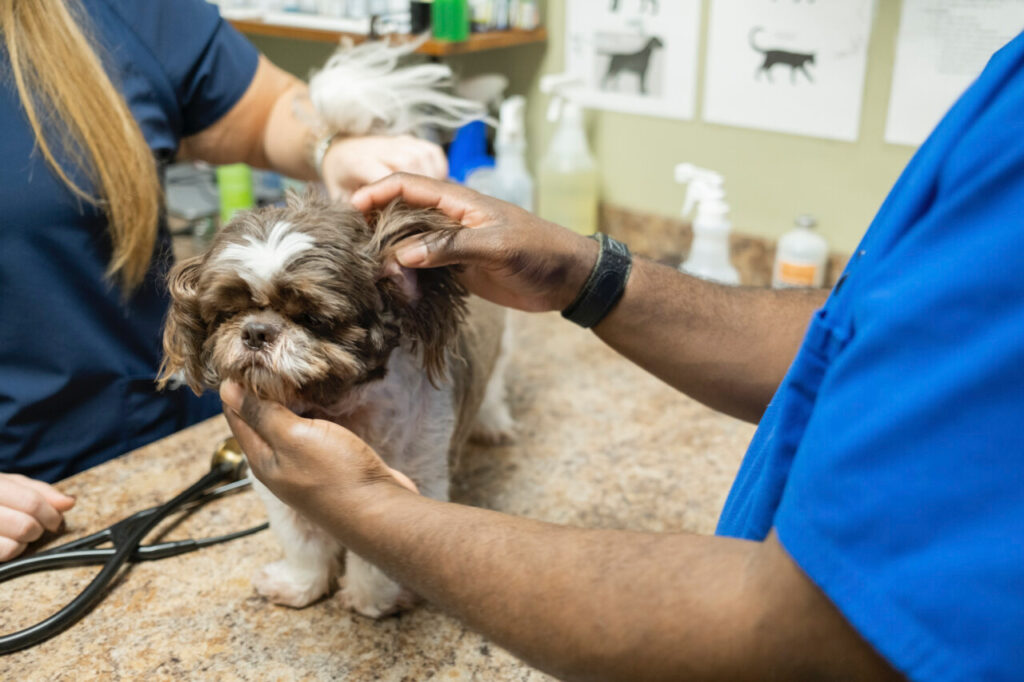 dog vet exam madison ridgeland animal hospital