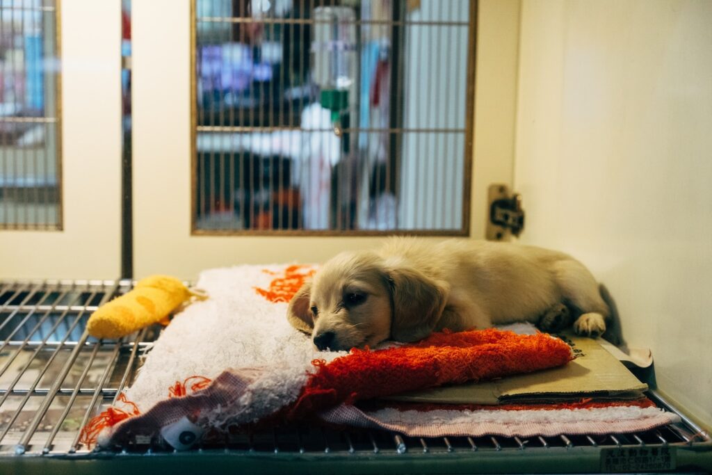 pet boarding madison ridgeland animal hospital